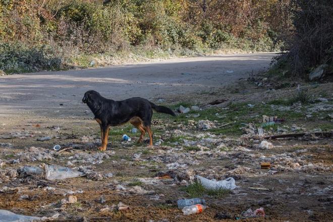 皇冠新体育app广安一流浪狗咬伤多人：该犬有狂犬病毒伤者均已